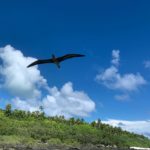 a bird in flight over island