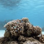 coral with black and white striped fish